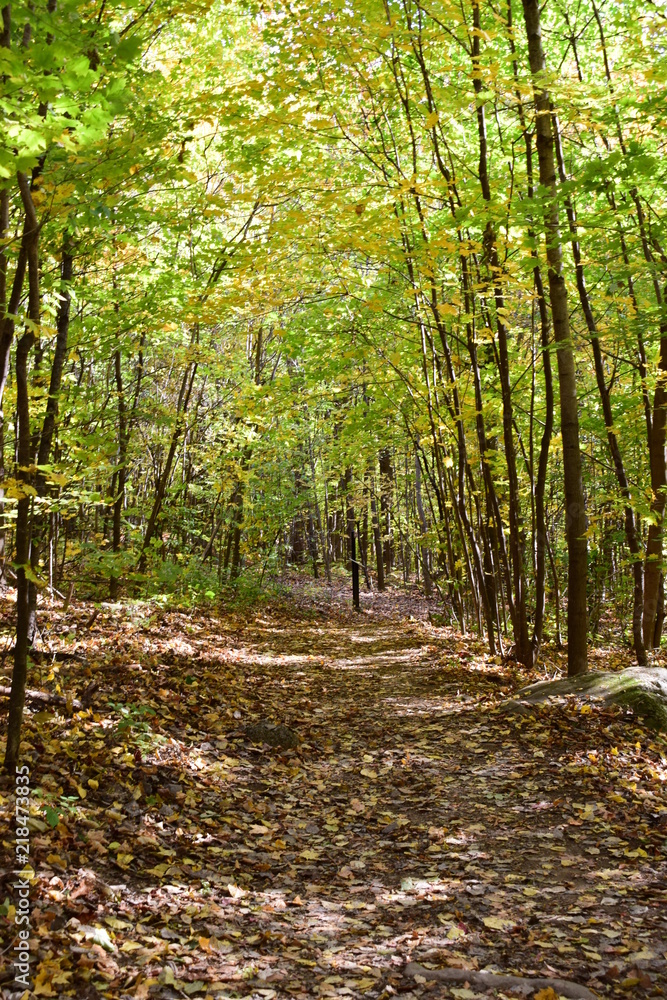 Obraz premium chemin dans le forest