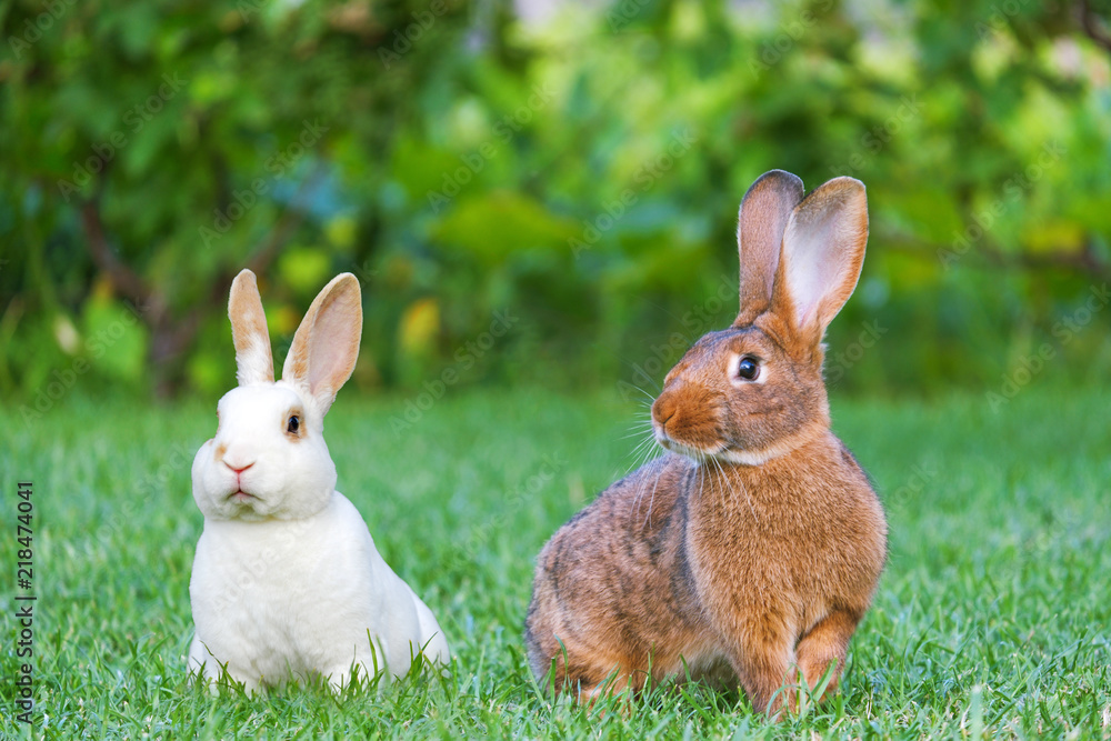 Naklejka premium Calm and sweet little brown and white rabbits sitting on green grass