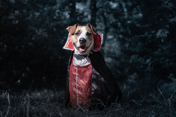 Cute dog dressed up as vampire in dark moonlit forest. Smiling staffordshire terrier puppy in halloween costume of scary vampire in the woods, shot in low key