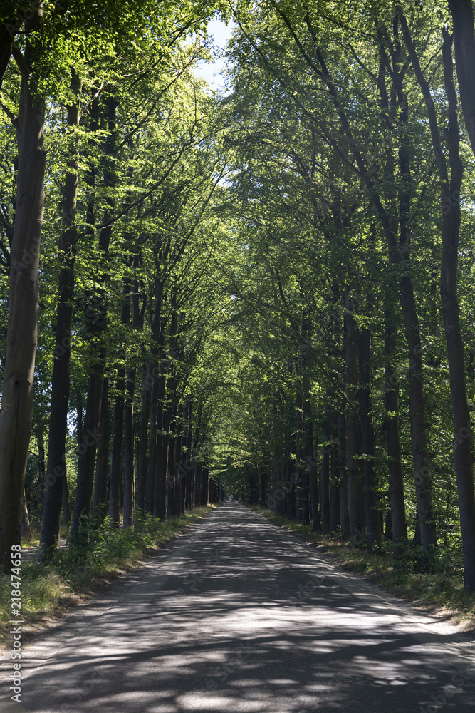 Beech lane, Friesland, Netherlands Beech lane, Friesland, Netherlands