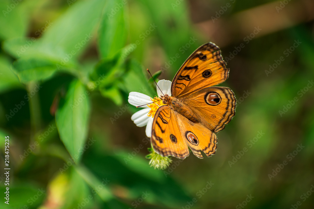 butterfly and flower butterfly and flower