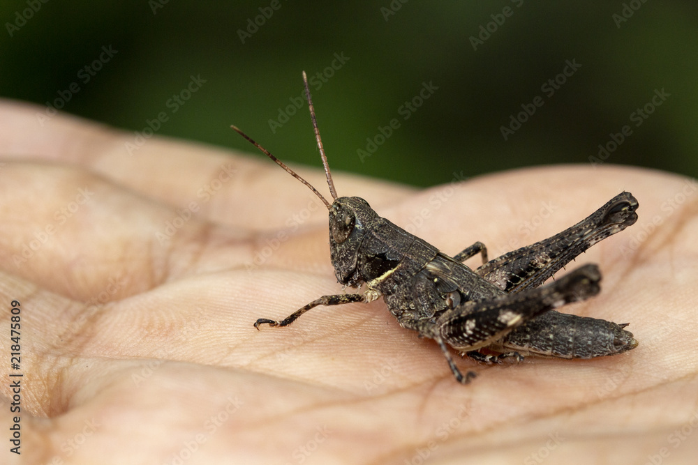 Black grasshopper on the palm,macro image rufous legged grasshopper,xenocatantops humilis Black grasshopper on the palm,macro image rufous legged grasshopper,xenocatantops humilis