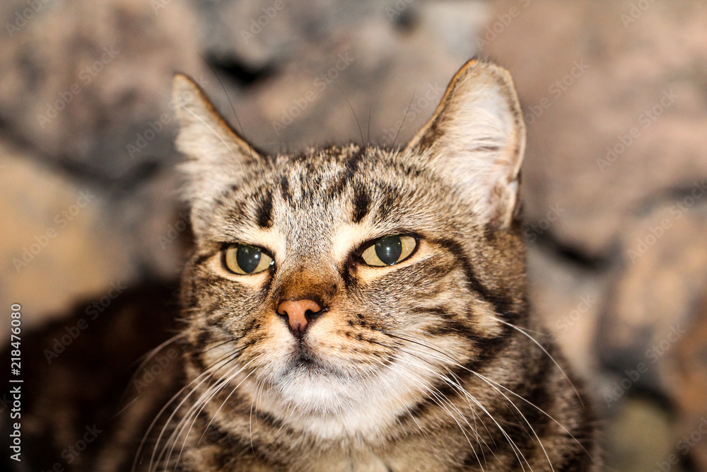 Portrait einer Katze 