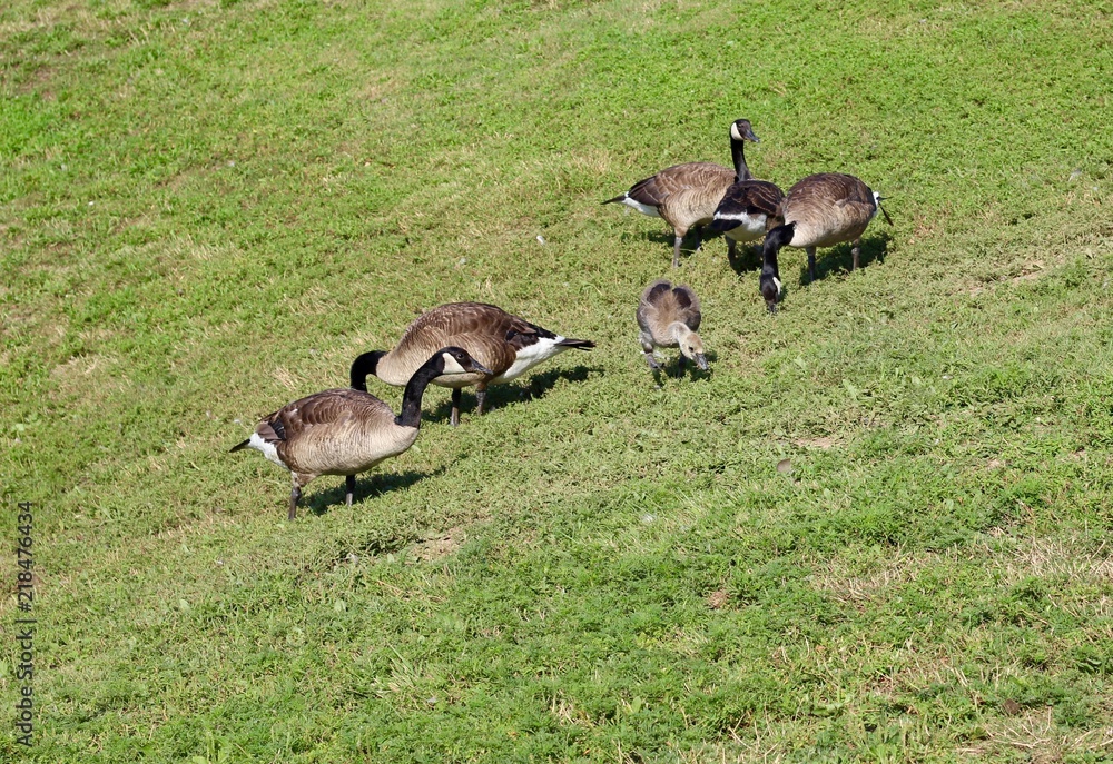 A geese family on the grassy hill of the park on sunny day. A geese family on the grassy hill of the park on sunny day.