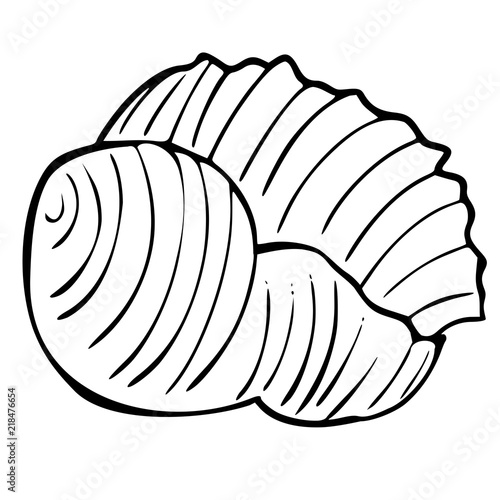 The beautiful seashell on the white background, vector outline
