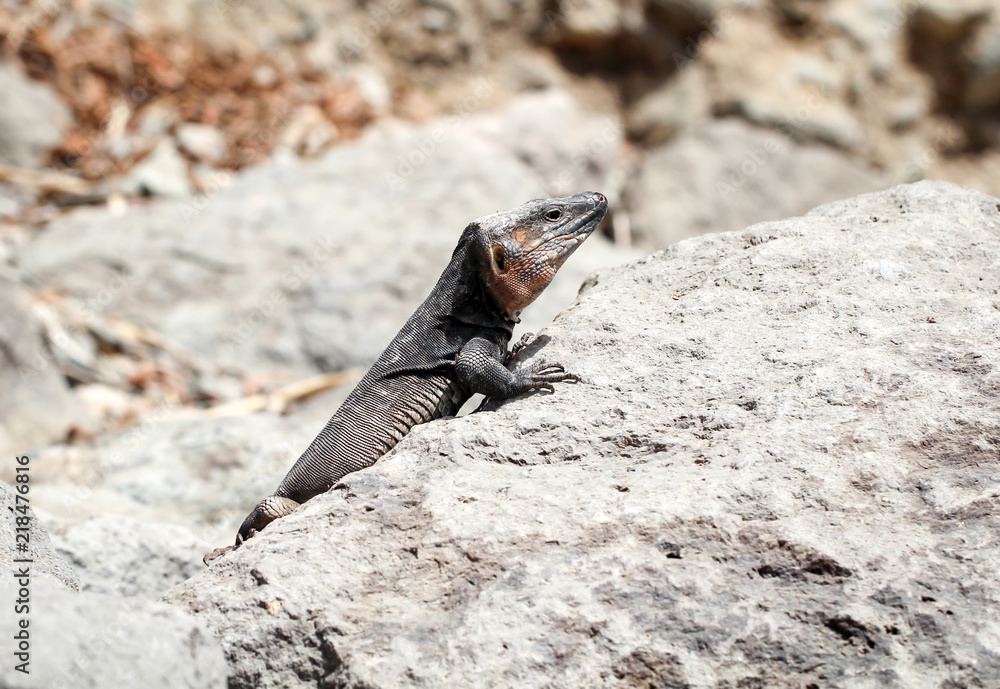 Gran-Canaria-Rieseneidechse, Kanareneidechse, Gekko Gran-Canaria-Rieseneidechse, Kanareneidechse, Gekko
