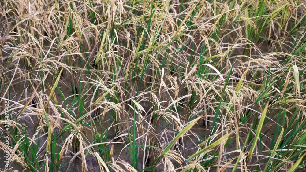 Rice plantation close up. Rice plantation close up.