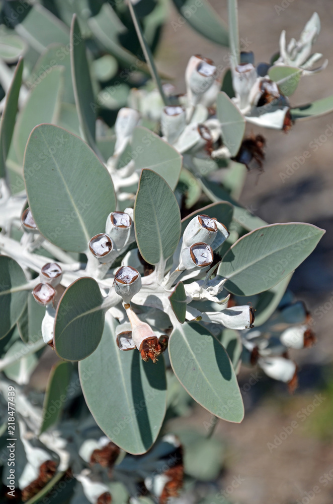 Foliage and fruit (gum nuts) of the Australian native Eucalyptus