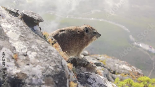 Dassie or Rock hyrax found in table Mountains - Cape Town