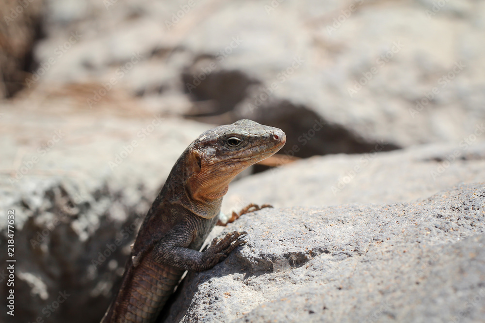 Gran-Canaria-Rieseneidechse, Kanareneidechse, Gekko Gran-Canaria-Rieseneidechse, Kanareneidechse, Gekko