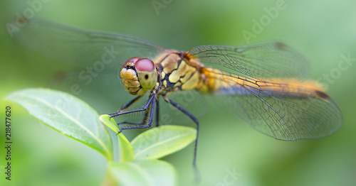 dragonfly, unique shot macro  © Robert