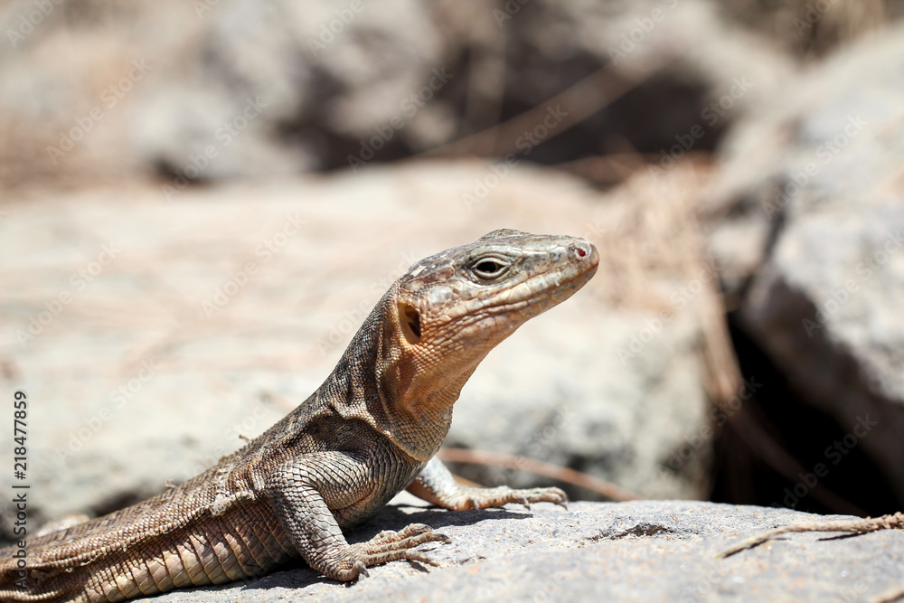 Gran-Canaria-Rieseneidechse, Kanareneidechse, Gekko Gran-Canaria-Rieseneidechse, Kanareneidechse, Gekko