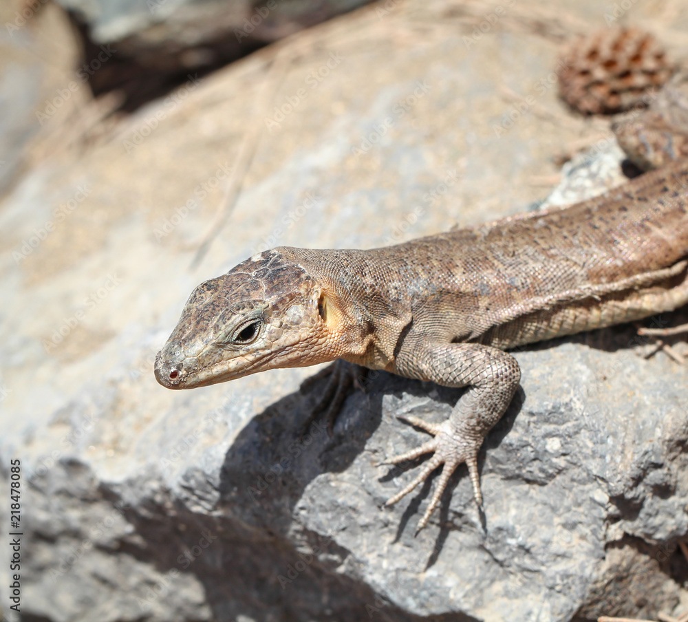 Gran-Canaria-Rieseneidechse, Kanareneidechse, Gekko Gran-Canaria-Rieseneidechse, Kanareneidechse, Gekko