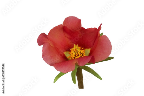Beautiful red  flower  isolated  on a white background, Portulaca grandiflora.