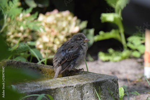 Ein junger Spatz, der sich nach dem Baden im Trog auf dessen Rand ausruht.