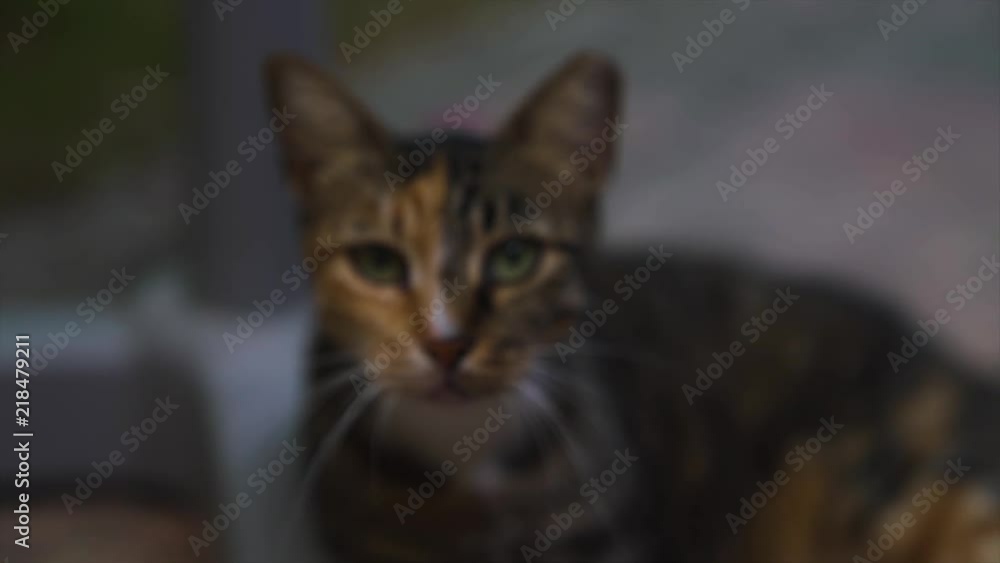 Slow motion of a cats face Slow motion of a cats face