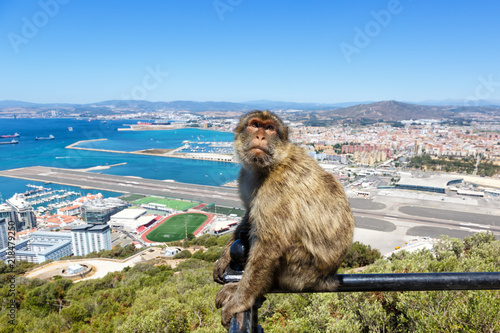 Gibraltar Affe Affen Makake Affenfelsen Urlaub Flughafen Airport Spanien photo