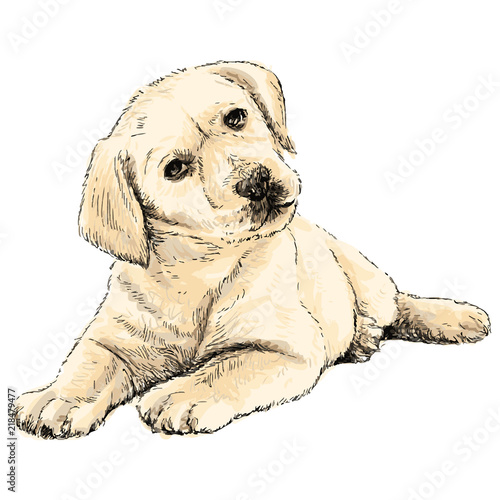 Labrador Retriever