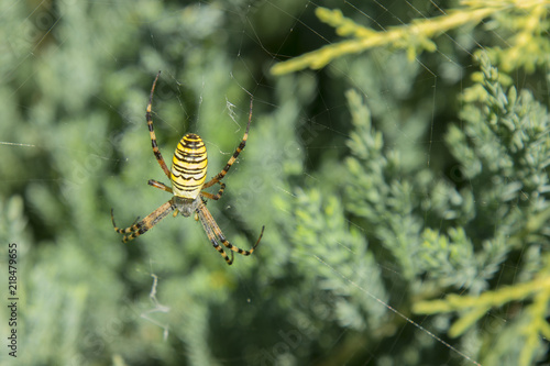 Big spider. Common black and yellow fat corn or garden spider Argiope aurantia on his web waiting for his prey close up selective focus photo