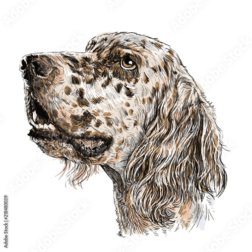 English setter