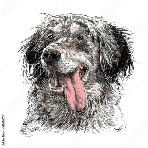 English setter