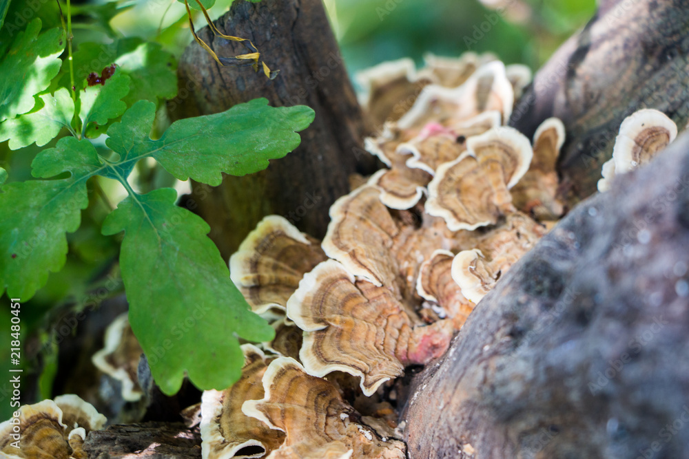 Trametes versicolor mushroom. Fungus Trametes versicolor mushroom. Fungus
