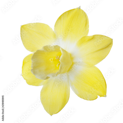 Bright yellow daffodil flower isolated on white background.