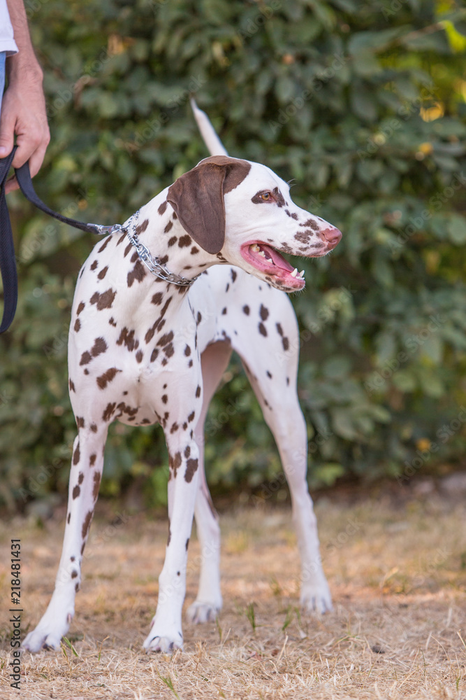portrait of dalmatien dog living in belgium