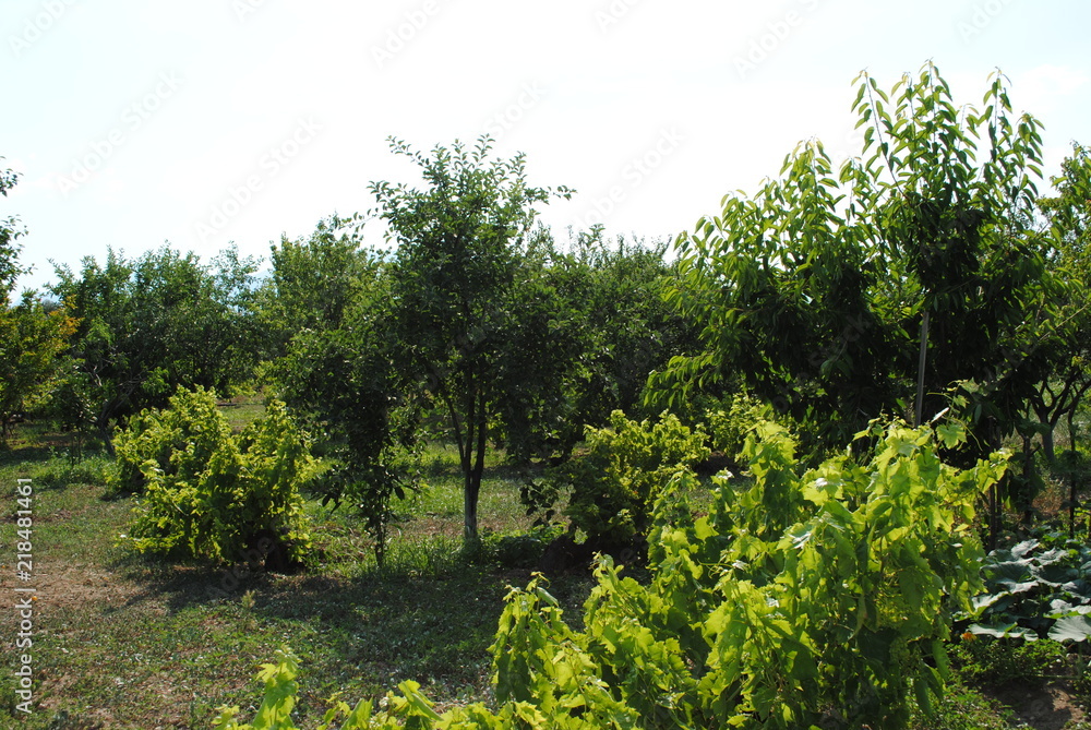 Fototapeta premium Trees in an orchard