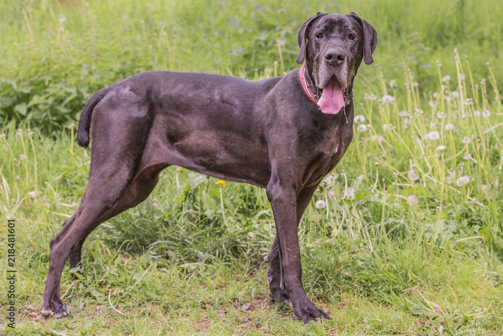 Portrait of german mastiff living in belgium Portrait of german mastiff living in belgium