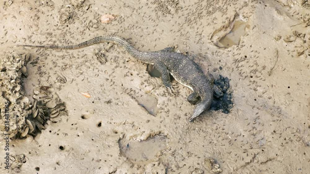 Big varan lizard searching for food into the mud. Big varan lizard searching for food into the mud.