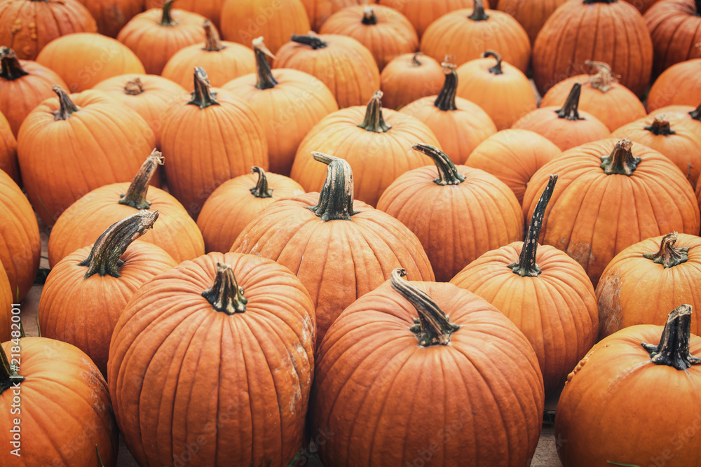 Viele Jack o Lantern Kürbisse, Halloween und Schnitzen im Herbst Viele Jack o Lantern Kürbisse, Halloween und Schnitzen im Herbst