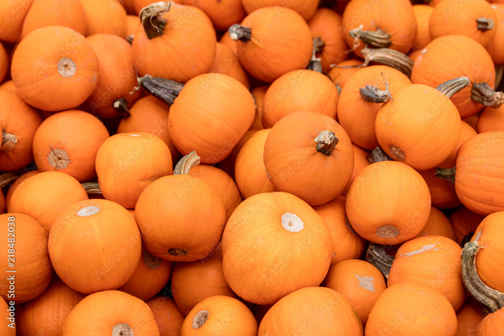 viele Kürbisse in Orange, Konzept Hintergrund für Ernte oder Halloween