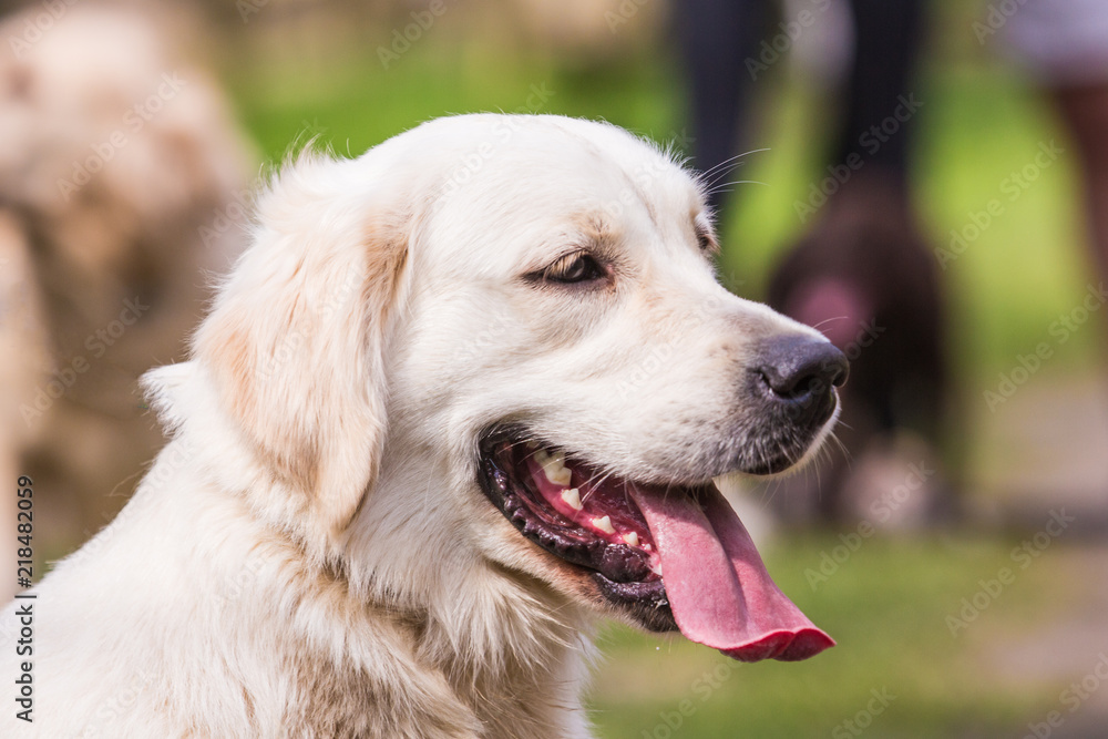 portrait of golden retrievers dog living in belgium portrait of golden retrievers dog living in belgium