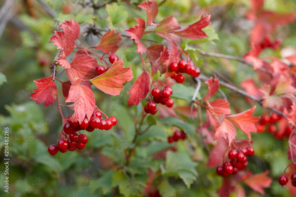 Viburnum or guelder rose with red leaves, close up view. Autumn nature concept. Viburnum or guelder rose with red leaves, close up view. Autumn nature concept.