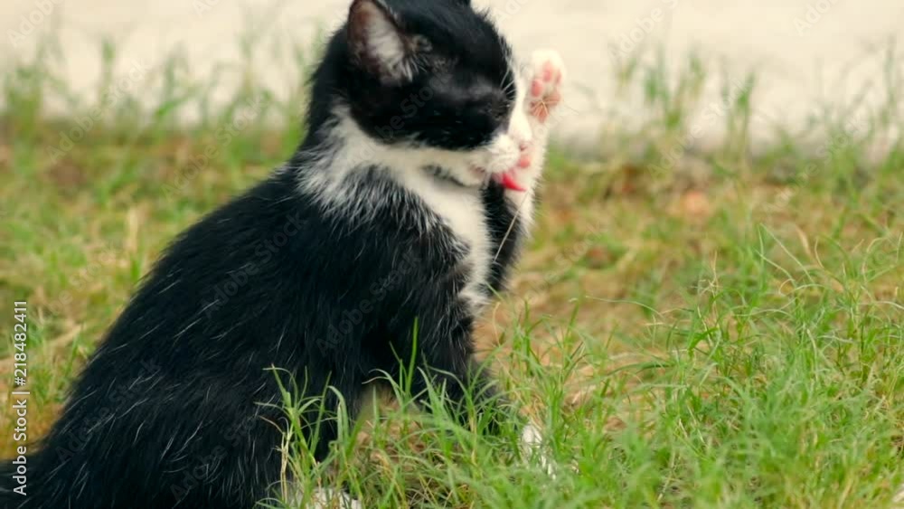 Young kitten cleaning up after having meal. Young kitten cleaning up after having meal.