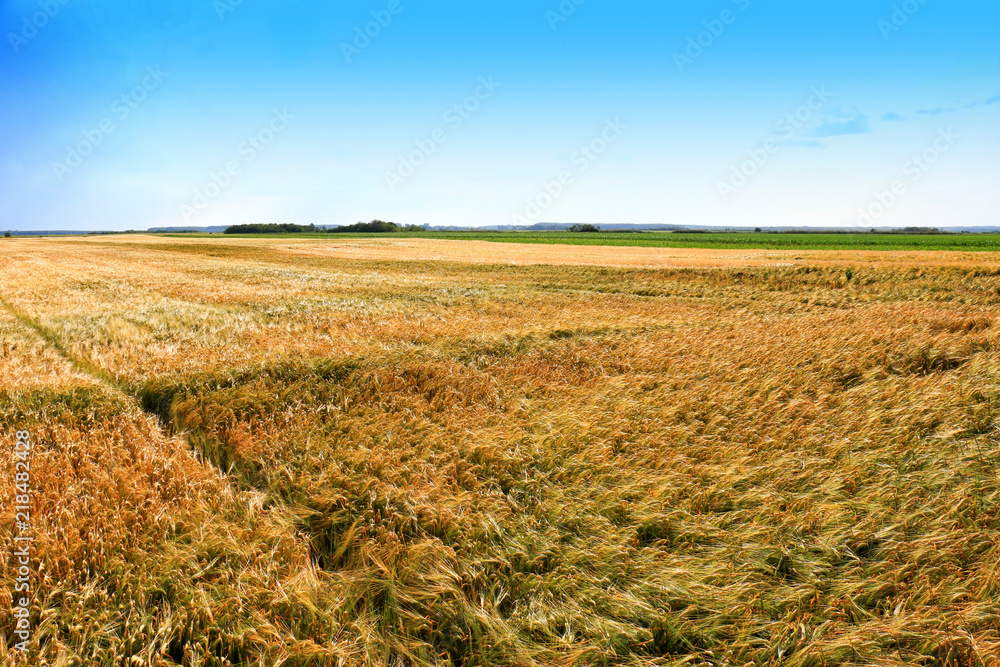 Fototapeta premium Wheat field. Ears of golden wheat