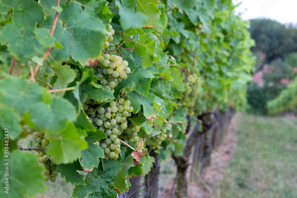 Weinrebe Weinrebe