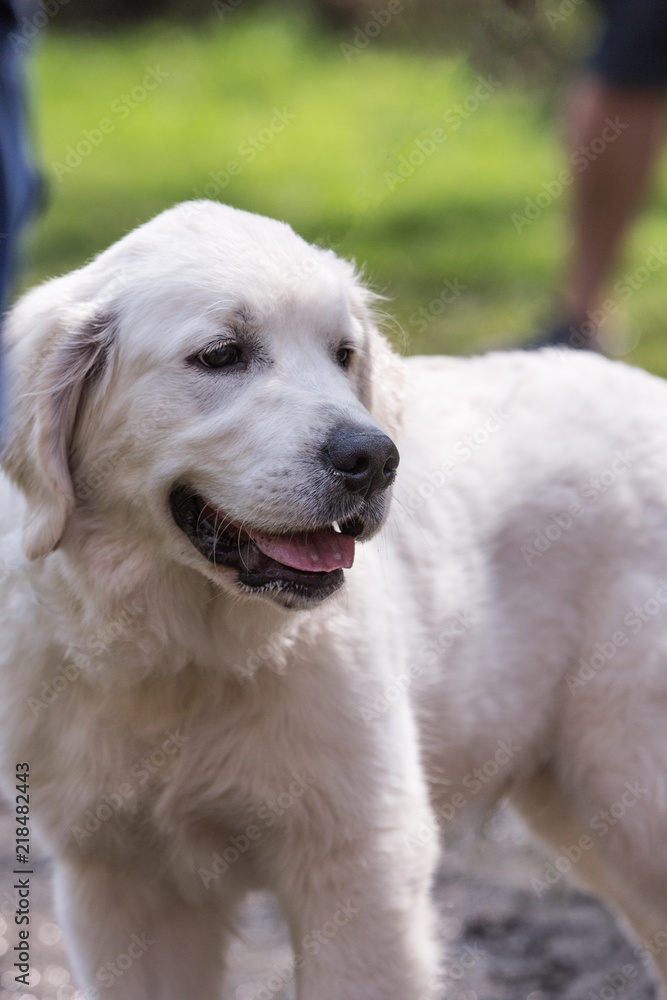 Portrait of golden retrievers dog living in belgium Portrait of golden retrievers dog living in belgium