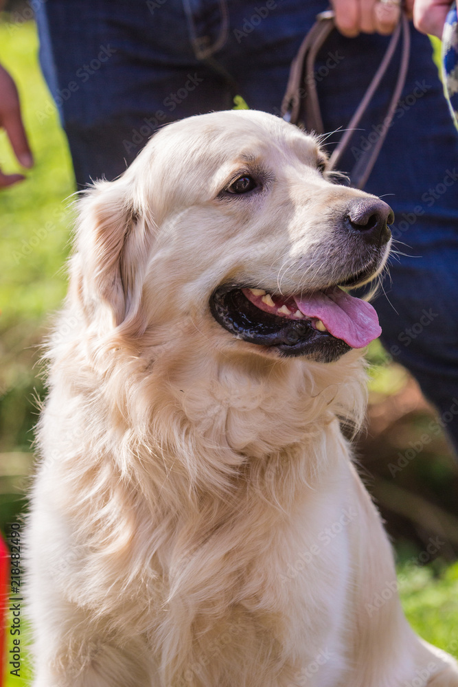 Portrait of golden retrievers dog living in belgium