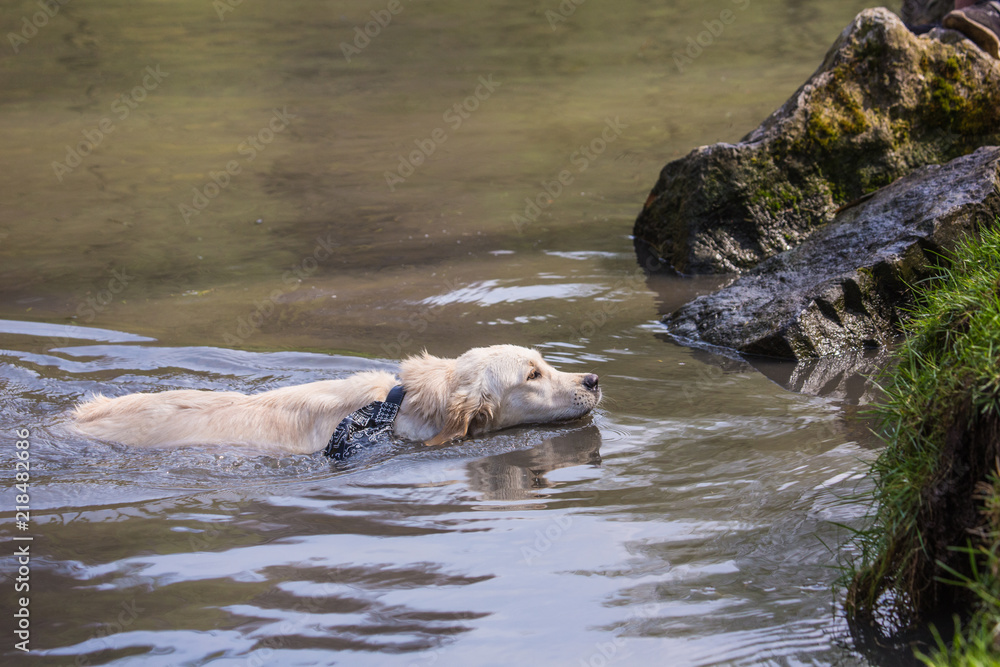 Fototapeta premium portrait of golden retrievers dog living in belgium