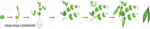 Life cycle of pea plant. Stages of pea growth from seed and sprout to adult plant with fruits