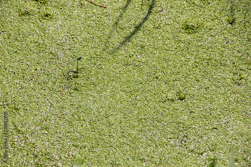 Bog covered with green ooze. Texture of green swamp ooze with insect. Green swamp mud with insect and grass. photo