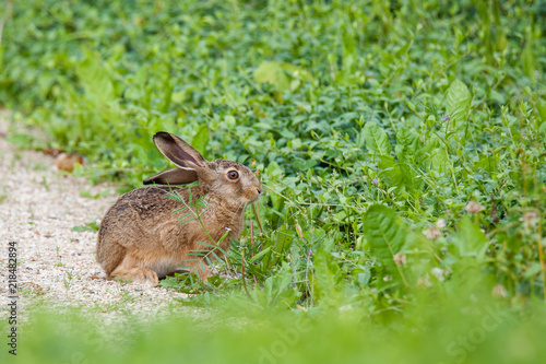 Rabbit