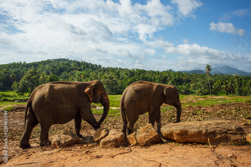 Herd of elephants in the nature