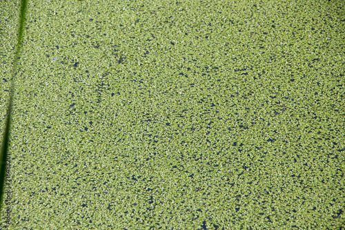 Photography Bog covered with green ooze