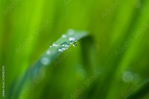 The rain drops at the green rice field using as a background or wallpaper