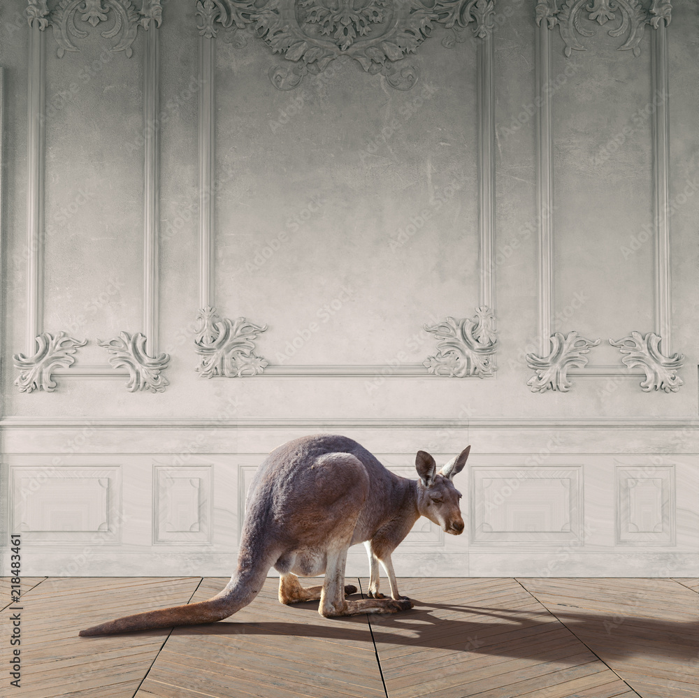 kangaroo in the room - obrazy, fototapety, plakaty 