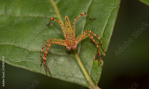 Macro image of java lynx spider on green leaf ,oxyopes spider,javanus,ciose-up photo