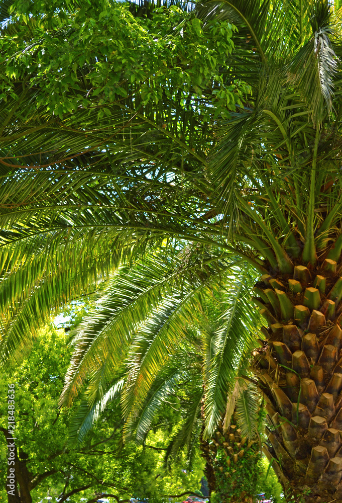 Beautiful green palm trees in a tropical forest near the sea. Beautiful green palm trees in a tropical forest near the sea.